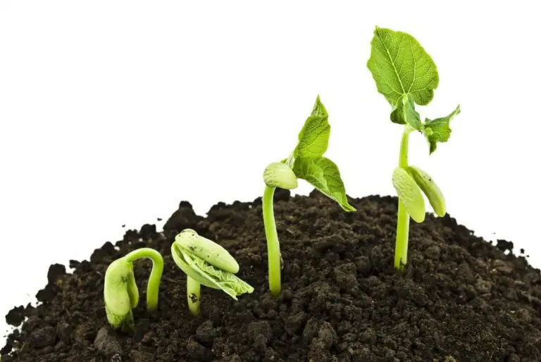 How to Germinate Seeds: A Step-by-Step Guide to Sprouting Your Seeds Successfully