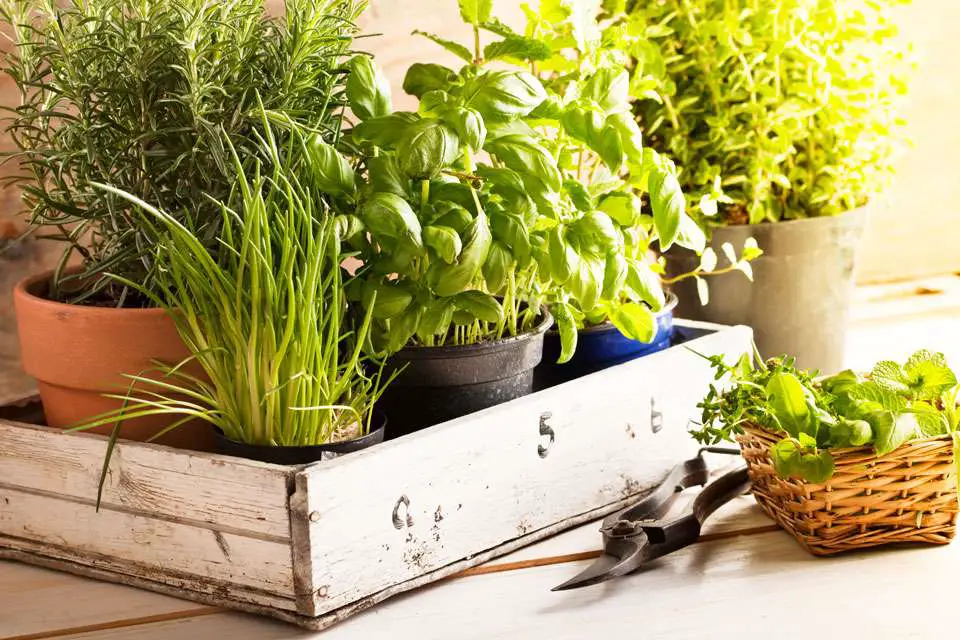 Choosing the Right Herbs for Your Home Garden