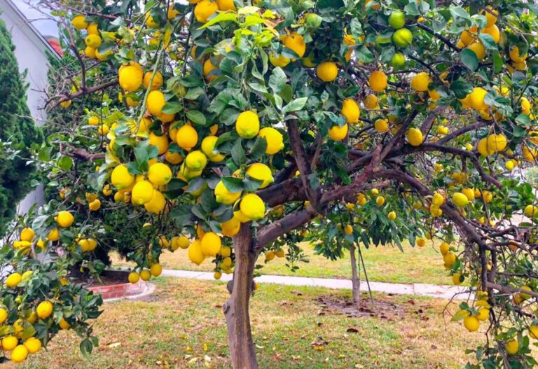 Meyer Lemon tree grwoing guide: Sweeter Than Ever