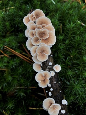 The Role of Fungi in Ecosystems