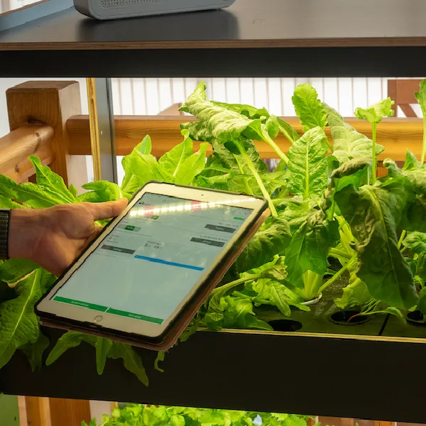 Regular Monitoring and Maintenance of Your Indoor Hydroponic Garden