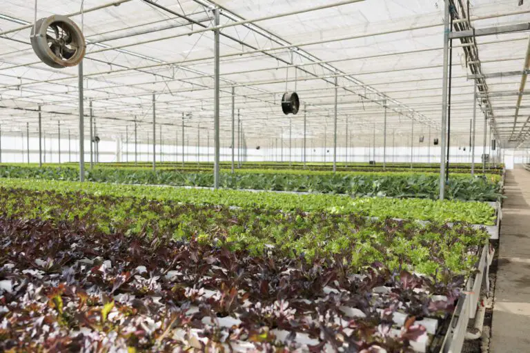 How to Control the External Factors that Affect Germination in Hydroponic Rockwool