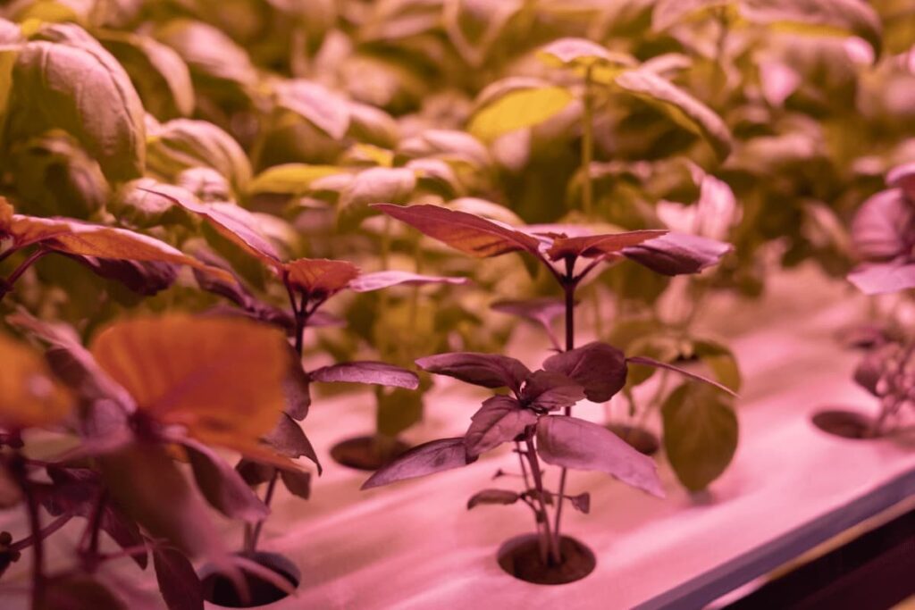Preventing and Managing Pests and Diseases in Your Indoor Hydroponic Garden
