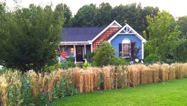 How to grow Wheat in your backyard.