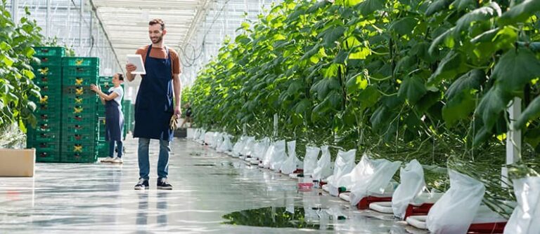 Hydroponics for Beginners: How to Start in 5 Easy Steps