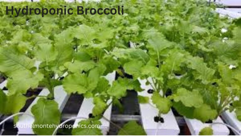 Hydroponic Broccoli: How to Grow Nutritious and Delicious No. 1 Broccoli in Hydroponics