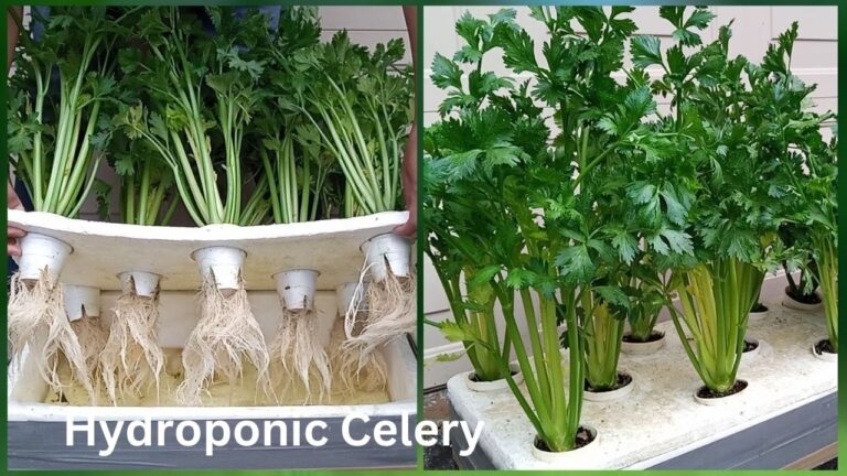 Hydroponic Celery: to Grow Crisp and Nutritious Celery in Water