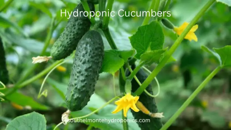 Hydroponic Cucumbers: How to Grow Fresh and Juicy Cucumbers in Hydroponics in best way