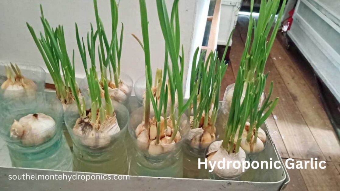 Hydroponic Garlic (2)