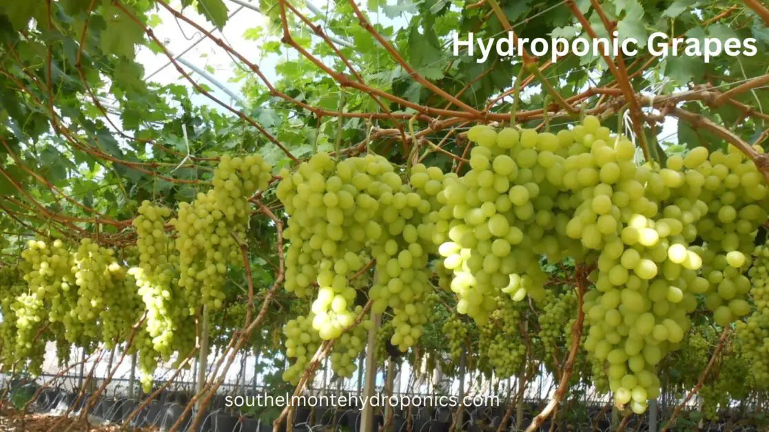 Hydroponic Grapes