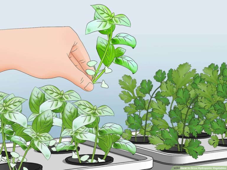 Why Outdoor Hydroponic Growing is Possible and The Best No. 1 Way to Do It