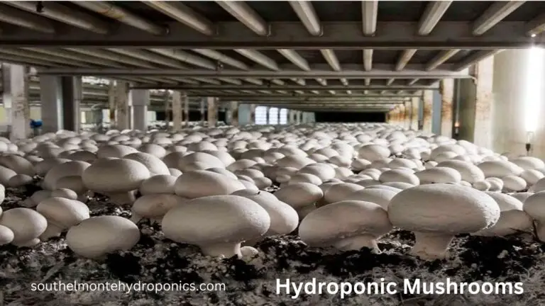 Hydroponic Mushrooms: no.1 way How to Grow Delicious and Nutritious Mushrooms in Water