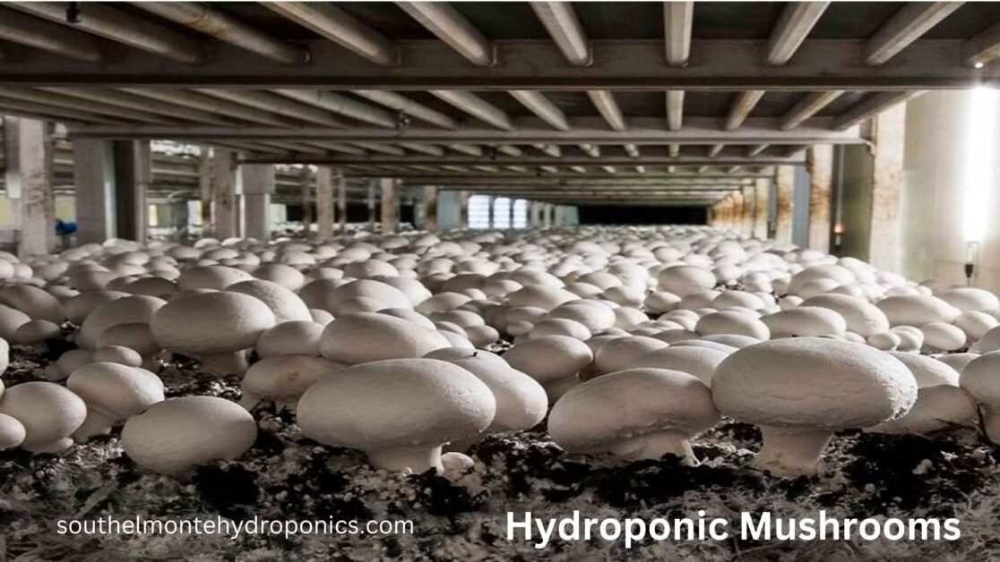 Hydroponic Mushrooms