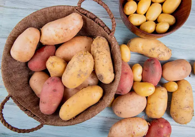 The Science Behind Hydroponic Potatoes: How They Grow Faster and Bigger than Soil-Grown Potatoes
