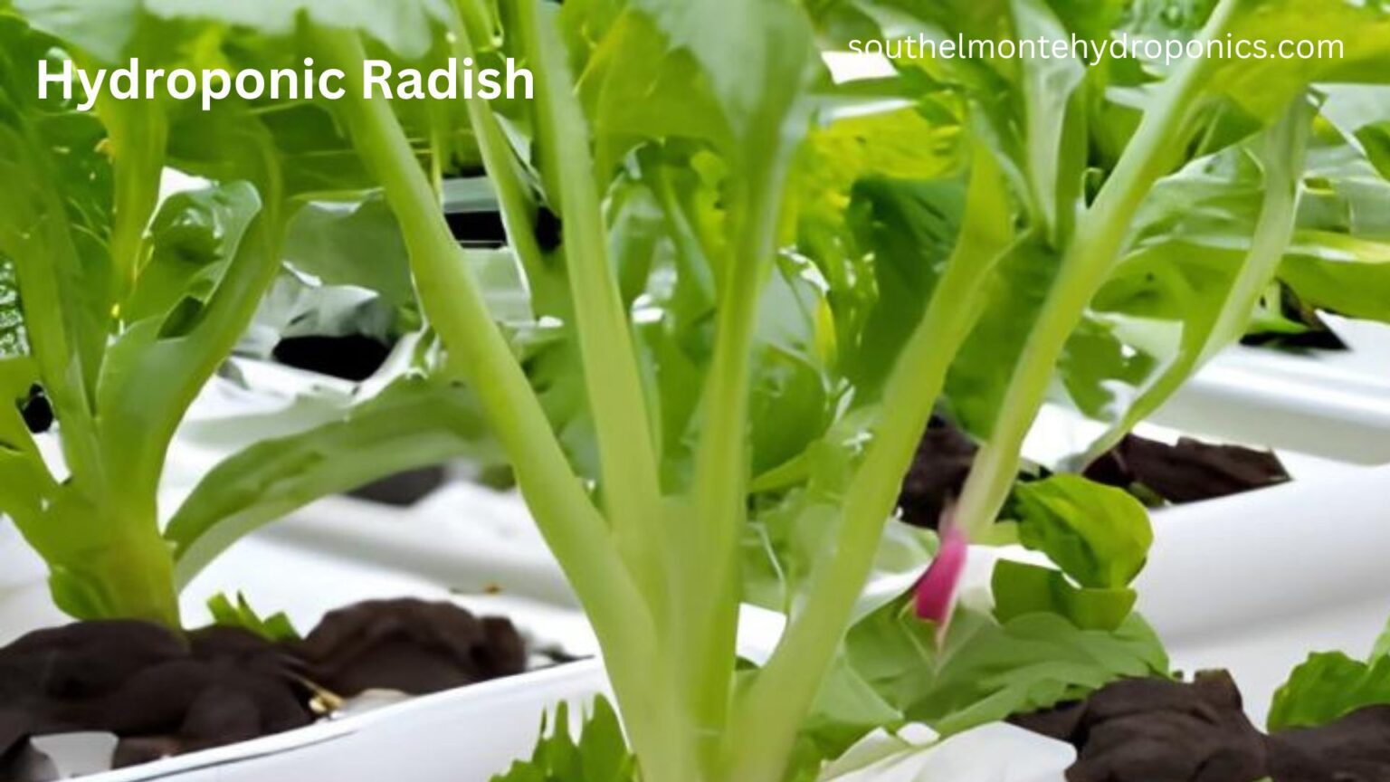 Hydroponic Radish Super No. 1 Way How to Grow Crispy and Spicy Radish in Water South Elmonte