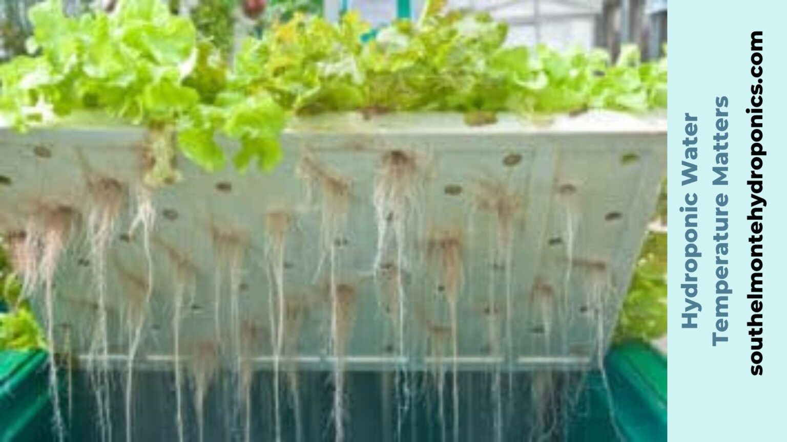 Why Hydroponic Water Temperature Matters The Best way to Maintain the