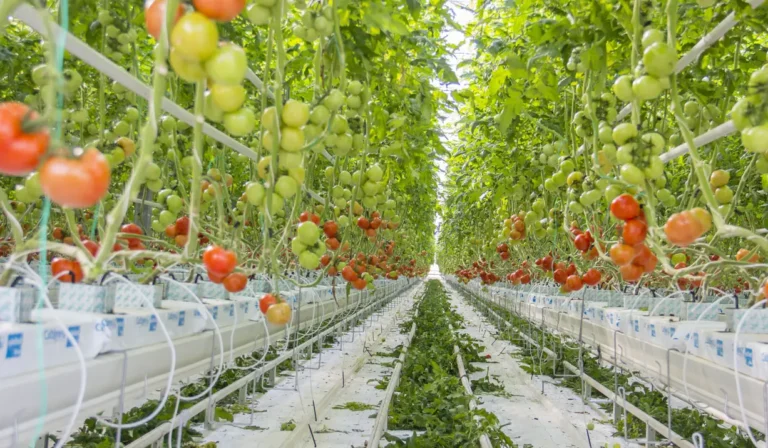 How to Grow Hydroponic Tomatoes Without Pollination: A Step-by-Step Guide