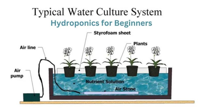 Hydroponics for Beginners: Best Way to Build and Run No. 1 System In Your Room