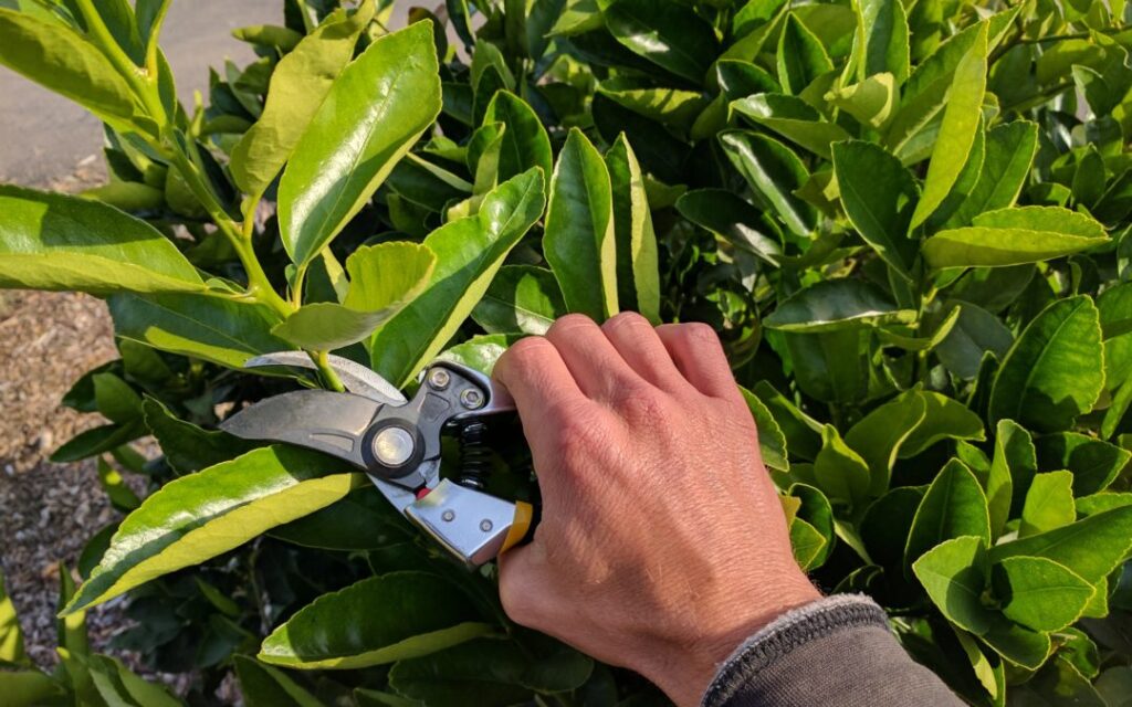 Pruning and Shaping Your Key Lime Tree for Productivity