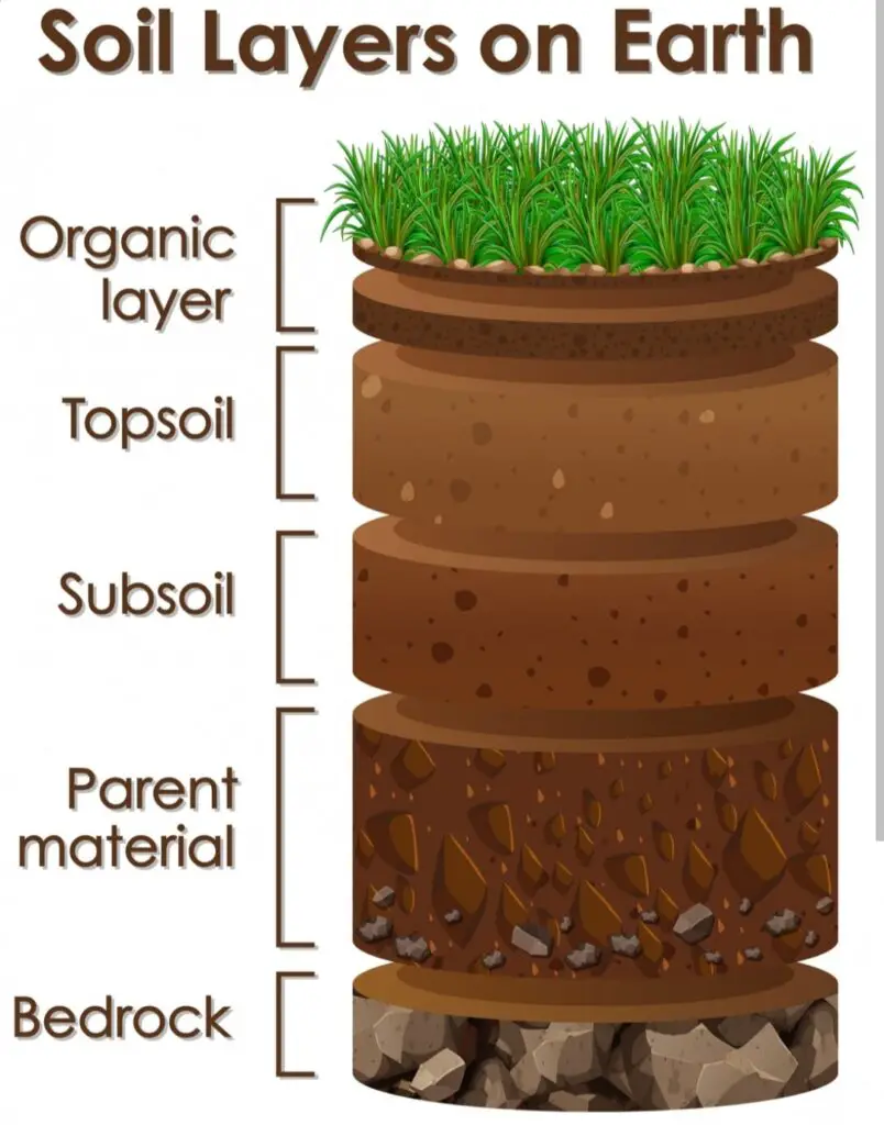 Understanding the Importance of pH Levels in Garden Soil