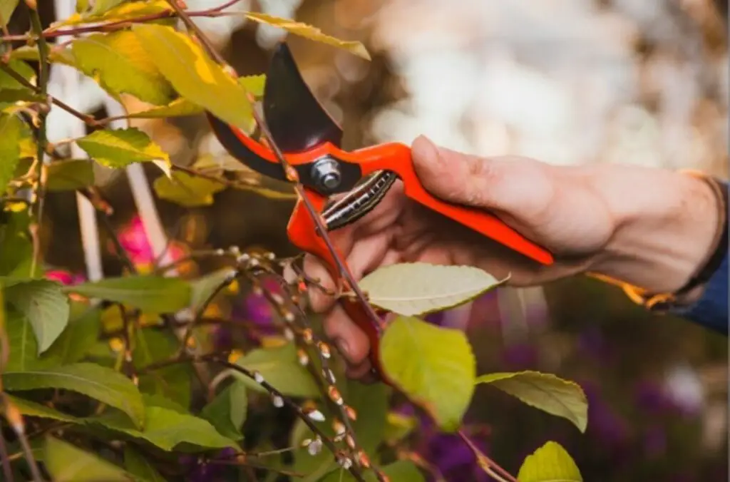 Pruning Perennial Plants