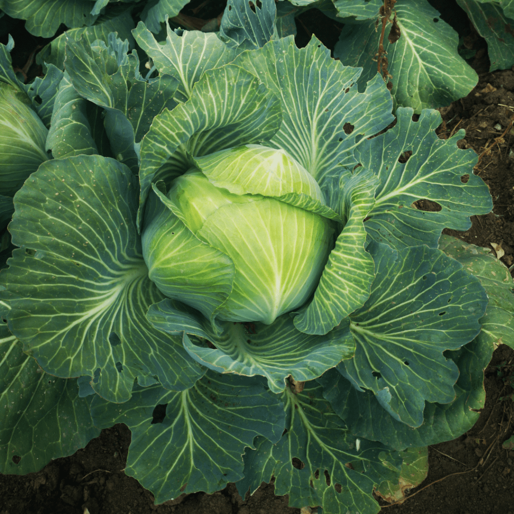 Identifying Cabbage Worms and Their Damage