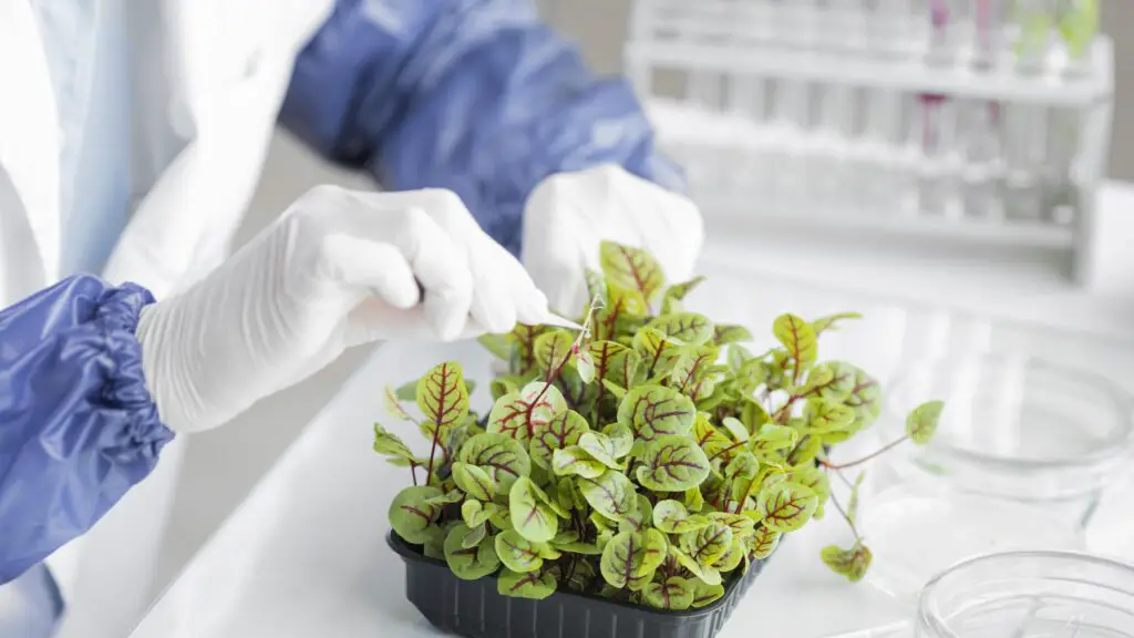 Identifying Common Weeds Found in Hydroponic Environments