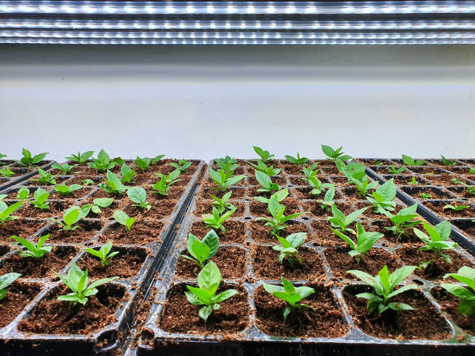 EnergyEfficient Hydroponic Grow Lights How to Use Them Wisely South