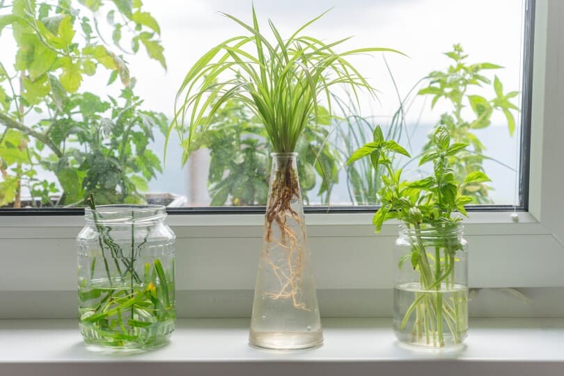 Exploring the Advantages of Growing Plants in Water pics