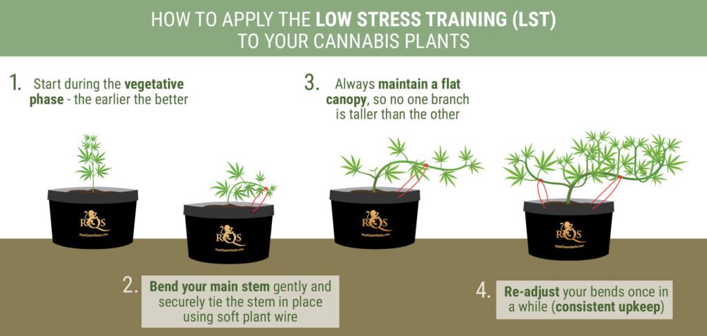 Identifying the Right Strains for Low Stress Training
