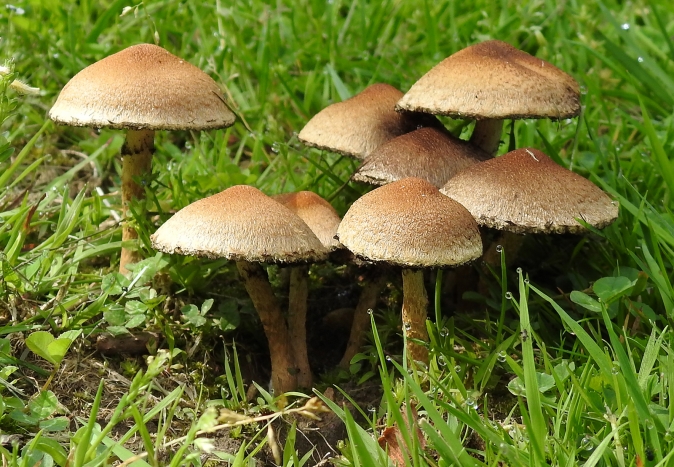 Understanding the Presence of Mushrooms in Your Garden