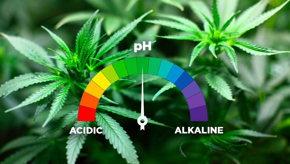 Soil pH Secrets: How to Adjust It for Your Plants