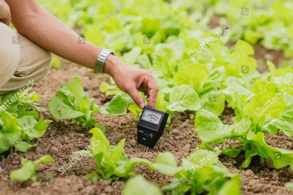 Measuring EC, pH, DO, and Temperature in Your Hydroponic Garden