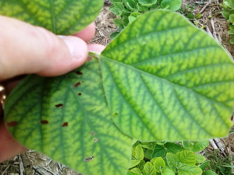 How to Spot and Fix Manganese Deficiency in Your Soybean Plants