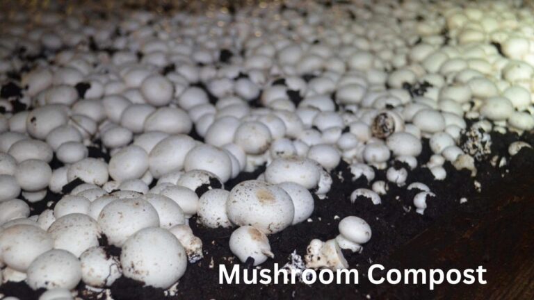 Mushroom Compost: How to Make and Use This Amazing Soil Amendment