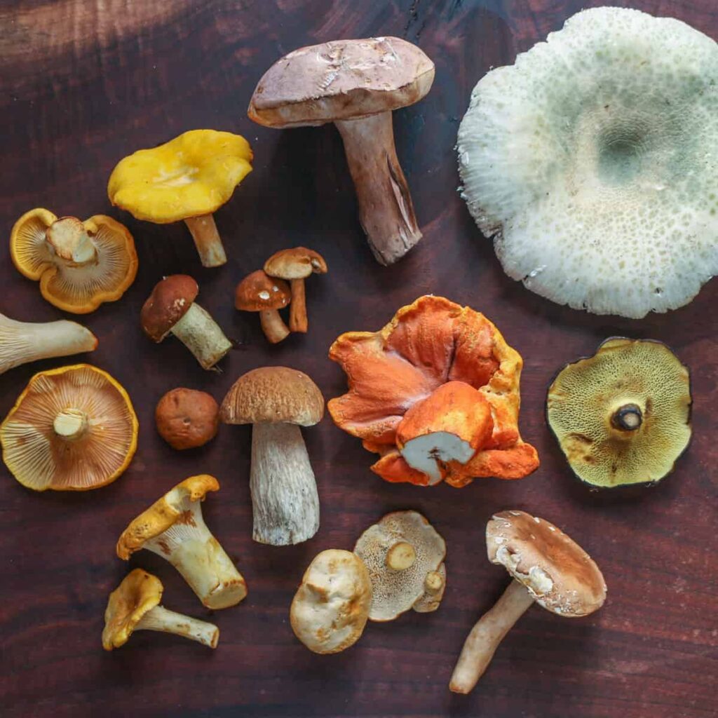 Identifying Different Types of Garden Mushrooms