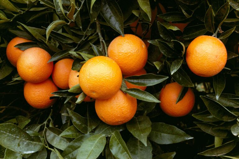 Navel Orange Tree Care: The best way to Grow and Harvest These No. 1 Sweet Fruits
