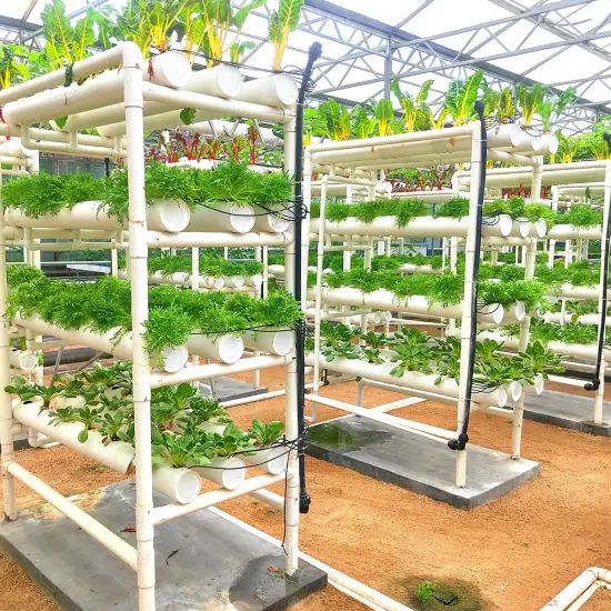 Understanding the Importance of Temperature Control in Hydroponics
