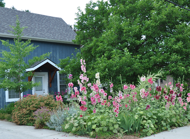 Choosing the Right Location for Your Hollyhock Garden