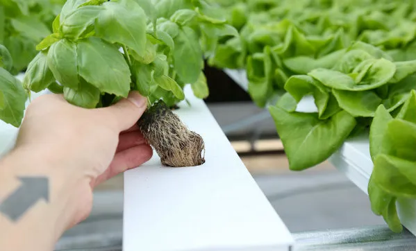 Oxygen in Hydroponics: is it Important and The Best Way to Provide