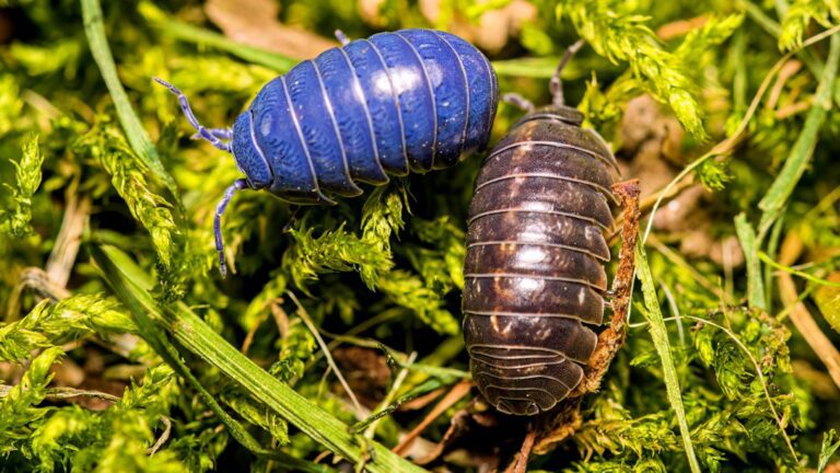 Pill Bugs: Is The Best Friends or Foes of Your Garden?