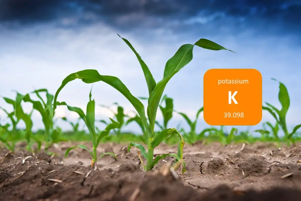 Understanding the Importance of Potassium in Plant Nutrition