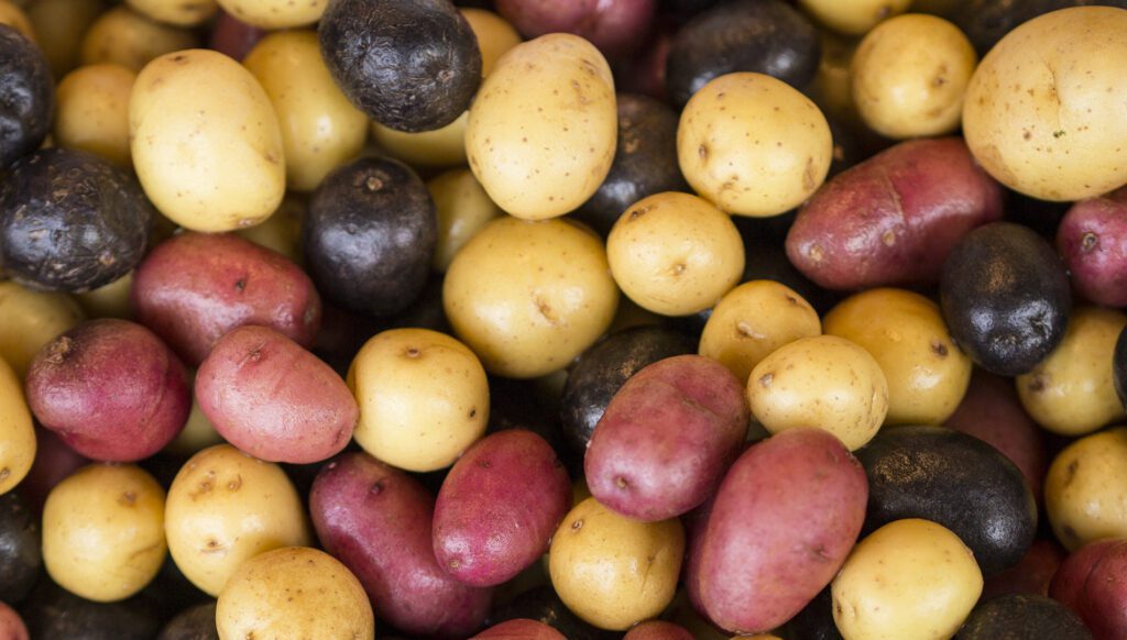 Potato Varieties for Hydroponics