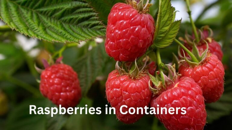 The Best Way to Grow Raspberries in Containers Successfully