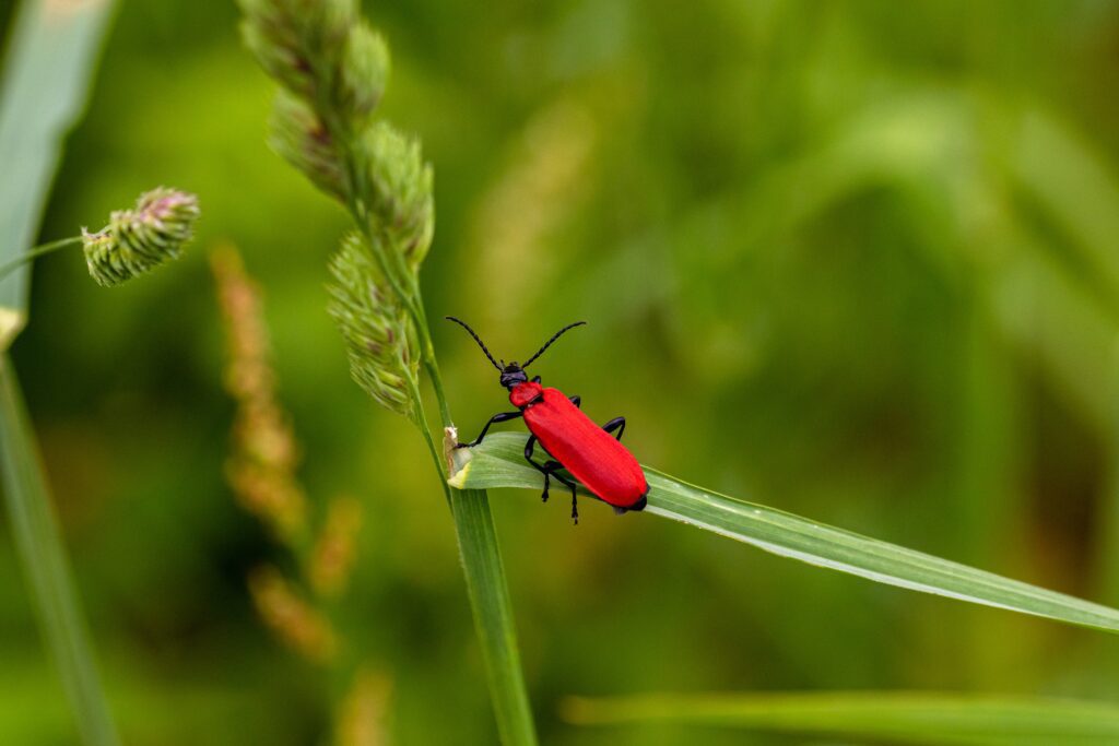 Closeup shot of a red cucumber beetle standing on top of green grass