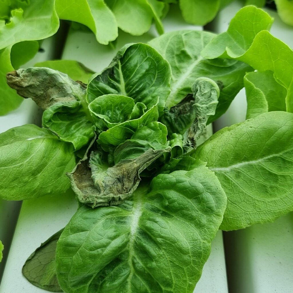 Regularly Inspecting Lettuce Plants for Early Signs of Tip Burns