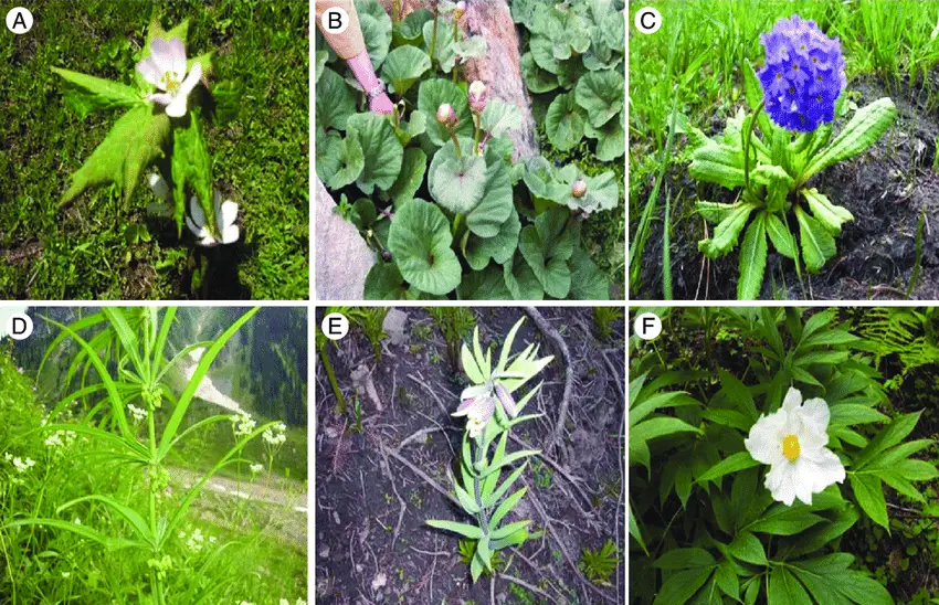 Analyzing the Nutritional Requirements of Different Plant Species