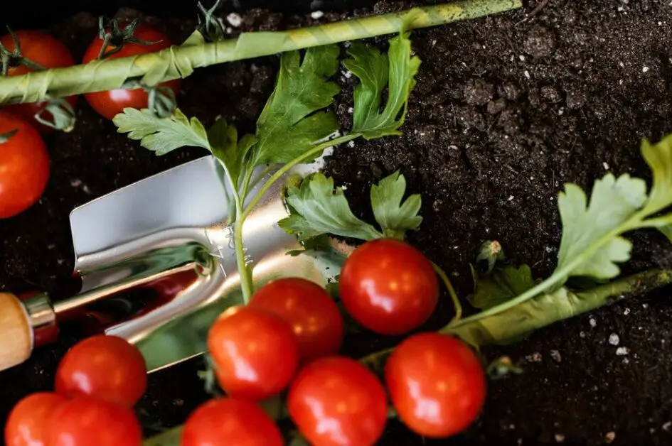 Soil Nutrients for Tomato Plants