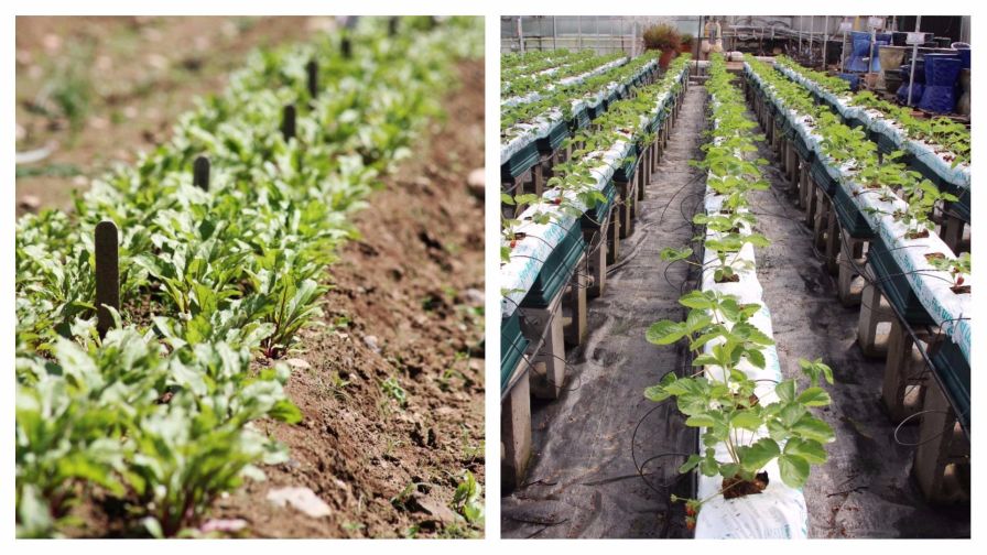 Hydroponic Potatoes vs. Soil-Grown Potatoes: Which One Tastes Better?