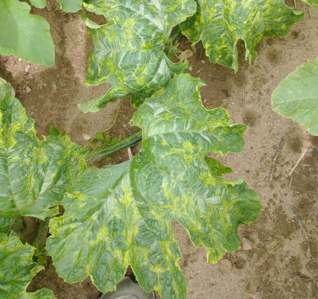 Cucumber mosaic virus on squash plant